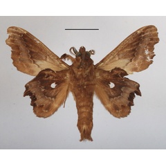/filer/webapps/moths/media/images/T/tripunctata_Mimopacha_AM_MGCLb_01.JPG