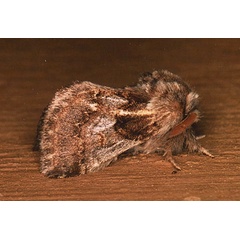 /filer/webapps/moths/media/images/S/singularis_Paraphlebs_A_Roland_02.jpg