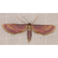 /filer/webapps/moths/media/images/R/roseocincta_Zygophyxia_A_Heyns_04.jpg