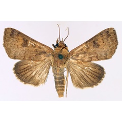 /filer/webapps/moths/media/images/P/polymorpha_Anomis_AM_TMSA_01.jpg