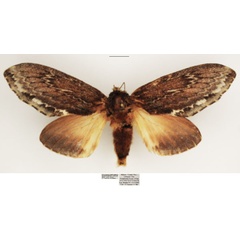 /filer/webapps/moths/media/images/D/dogma_Lasiocesa_AF_TMSA_01.jpg