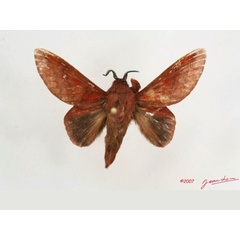 /filer/webapps/moths/media/images/S/schultzei_Afrocesa_AM_Alberta_02.jpg