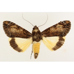 /filer/webapps/moths/media/images/P/primulina_Ulotrichopus_AM_TMSA_02.jpg