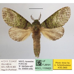 /filer/webapps/moths/media/images/V/viriditincta_Someropsis_A_MGCLa_01.JPG