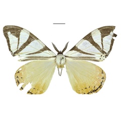 /filer/webapps/moths/media/images/A/aino_Otroeda_AM_ANHRT_01.jpg