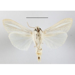 /filer/webapps/moths/media/images/A/argentivitta_Cucullia_A_MGCLb_01.JPG