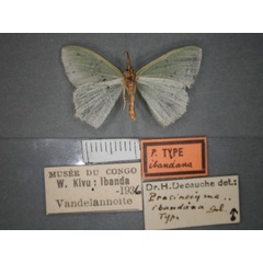 /filer/webapps/moths/media/images/I/ibandana_Prasinocyma_HT_RMCA_02.jpg