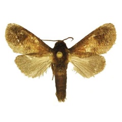 /filer/webapps/moths/media/images/F/ferrugineotincta_Holcoceroides_AM_ANHRT_01.jpg