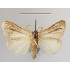 /filer/webapps/moths/media/images/N/nigrovittata_Xanthodonta_A_MGCLb_01.JPG