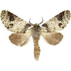 /filer/webapps/moths/media/images/V/viridipicta_Desmeocraerula_AM_MCJM.jpg