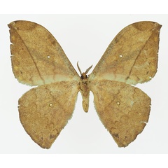 /filer/webapps/moths/media/images/N/neglecta_Pselaphelia_AF_Basquin_01b.jpg