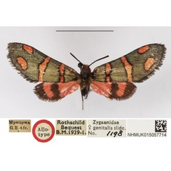 /filer/webapps/moths/media/images/A/amoena_Arniocera_AT_NHMUK.jpg