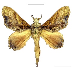 /filer/webapps/moths/media/images/S/superba_Pellecebra_HT_MWM.jpg