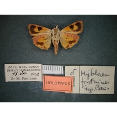 /filer/webapps/moths/media/images/F/fontainei_Hyblaea_HT_RMCA_02.jpg