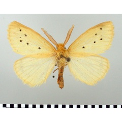 /filer/webapps/moths/media/images/S/setinoides_Crorema_AM_TMSA_01.jpg