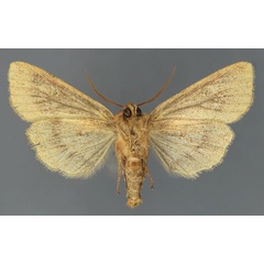 /filer/webapps/moths/media/images/E/etchecopari_Sciomesa_AM_Fiebigb.jpg