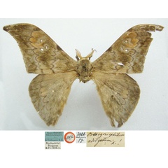 /filer/webapps/moths/media/images/A/adiegetum_Orthogonioptilum_AM_NHMUKa.jpg