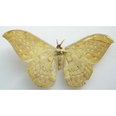 /filer/webapps/moths/media/images/A/arata_Saturnia_STM_NHMUKb.jpg