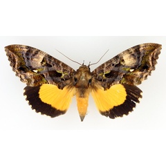 /filer/webapps/moths/media/images/D/divitiosa_Eudocima_AF_TMSA_01.jpg