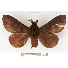 /filer/webapps/moths/media/images/O/obscurum_Megasoma_HT_NHMUK.jpg