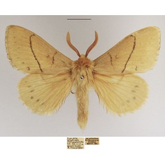 /filer/webapps/moths/media/images/A/aniera_Philotherma_AM_TMSA_94b8RjD.jpg