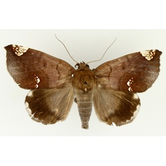 /filer/webapps/moths/media/images/I/illustrata_Achaea_AM_TMSA_02.jpg