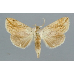 /filer/webapps/moths/media/images/F/fuscatus_Polienus_A_RMCA_01.jpg