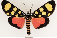 Heraclia superba