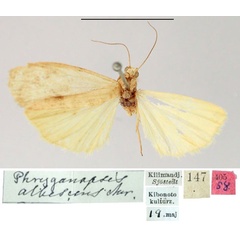 /filer/webapps/moths/media/images/A/albescens_Phryganopsis_HT_SNHM.jpg