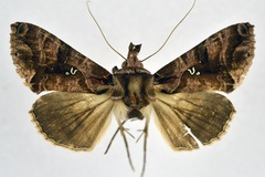 Plusiopalpa dichora