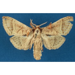 /filer/webapps/moths/media/images/J/josephi_Haberlandia_HT_RMCA_ysPkypm.jpg