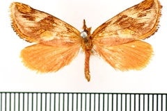 Crothaema sericea