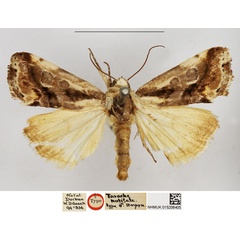 /filer/webapps/moths/media/images/N/nubilata_Tarache_HT_NHMUK.jpg