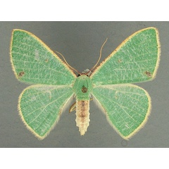 /filer/webapps/moths/media/images/Q/quadrimacula_Celidomphax_AF_TMSA.jpg