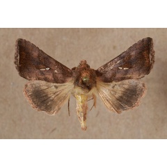 /filer/webapps/moths/media/images/D/distalagma_Plusia_A_Butler.jpg