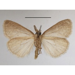 /filer/webapps/moths/media/images/S/subrosea_Laelia_AM_MGCLb_01.JPG