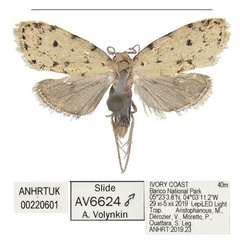 /filer/webapps/moths/media/images/N/nepa_Siccia_HT_ANHRT_8FNGgkb.jpg