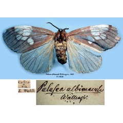 /filer/webapps/moths/media/images/A/albimacula_Palasea_HT_SNHM_01_yXVLNu8.jpg