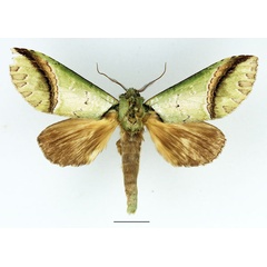 /filer/webapps/moths/media/images/A/arcuata_Somerina_AM_Basquin_02.jpg