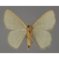 /filer/webapps/moths/media/images/A/afflictaria_Chlorissa_A_ZSM_02.jpg