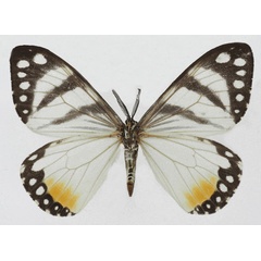 /filer/webapps/moths/media/images/H/hesperia_Otroeda_AM_Basquin_01b.jpg