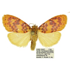 /filer/webapps/moths/media/images/D/discocellularis_Afrasura_AF_ANHRT.jpg