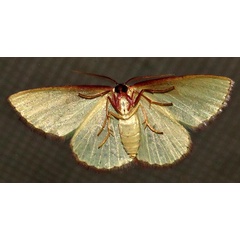 /filer/webapps/moths/media/images/D/devocata_devocata_Heterorachis_A_Braun_04.jpg
