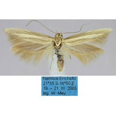 /filer/webapps/moths/media/images/B/bernardi_Scythris_HT_ZMHB_z7E4gMF.jpg
