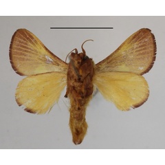 /filer/webapps/moths/media/images/G/gravidipes_Hilipoda_A_MGCLb_01.JPG