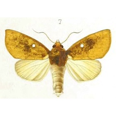 /filer/webapps/moths/media/images/N/nagaloa_Euperia_HT_Mabille_1-7.jpg