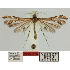 /filer/webapps/moths/media/images/K/karakalensis_Capperia_HT_Gibeaux.jpg