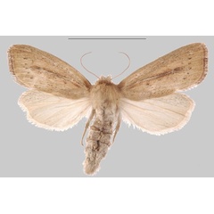 /filer/webapps/moths/media/images/D/djenoensis_Sesamia_PTF_MNHNa.jpg