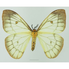 /filer/webapps/moths/media/images/A/ansorgei_Pseudaphelia_AF_Basquin_01a.jpg