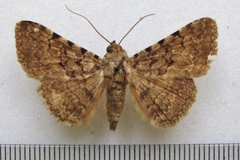 Polydesma scriptilis